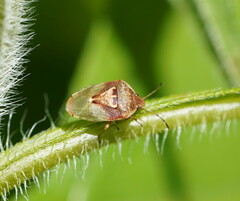 Eupolemus angularis