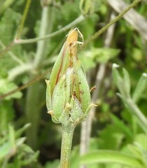 Scorzonera laciniata