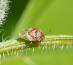Eupolemus angularis