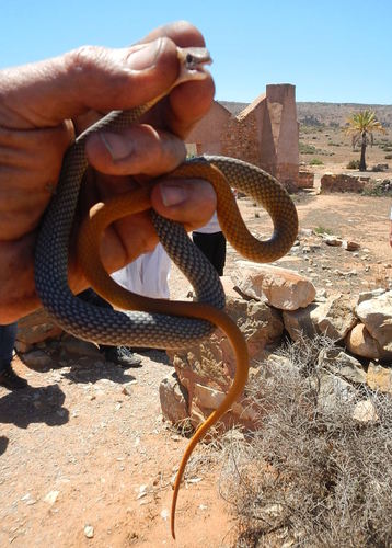 Demansia cyanochasma