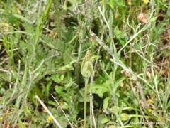 Scorzonera laciniata