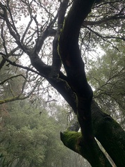 Acer macrophyllum