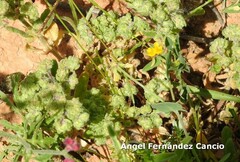 Coronilla scorpioides