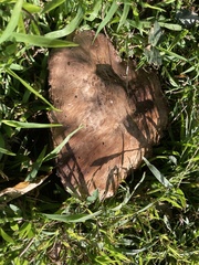 Agaricus lilaceps