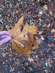 Acer macrophyllum
