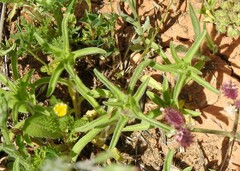 Asteriscus aquaticus