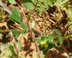 Medicago minima
