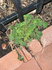 Lamium purpureum