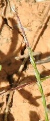 Lolium rigidum
