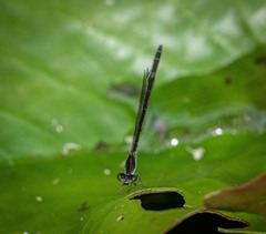 Agriocnemis rubricauda