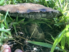 Agaricus lilaceps