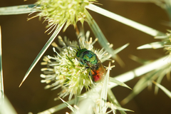 Chrysis chrysoprasina