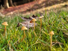Galerina semilanceata