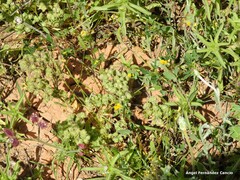 Asteriscus aquaticus