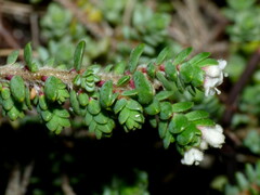 Pimelea carnosa