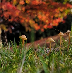 Galerina semilanceata