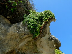 Pimelea carnosa