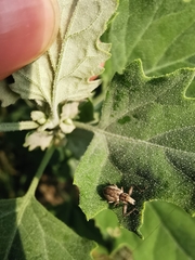 Pantomorus cervinus
