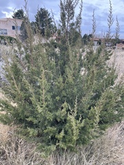 Juniperus monosperma