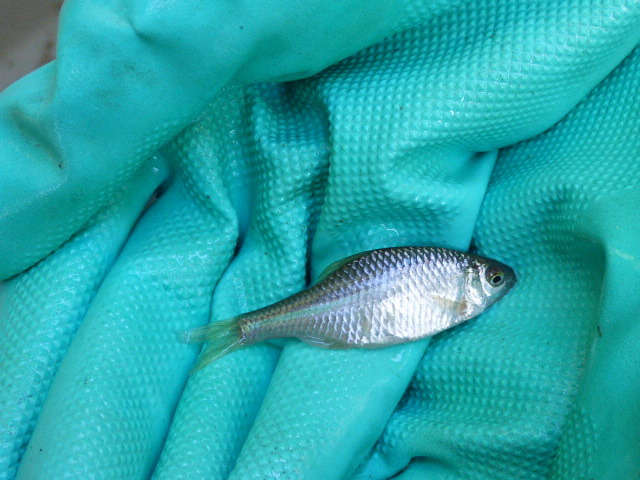 European Bitterling, photo 1 of 10