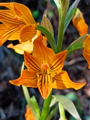 Chloraea nudilabia