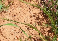 Lolium rigidum