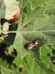 Pantomorus cervinus