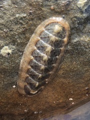 Stenoplax heathiana