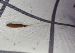 Oecetis