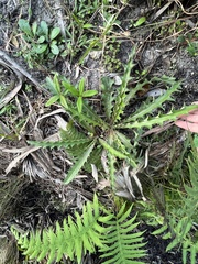 Cirsium horridulum