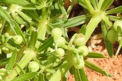Galium tricornutum