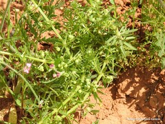 Galium tricornutum