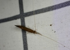 Oecetis