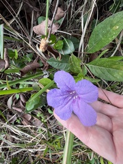 Ruellia caroliniensis