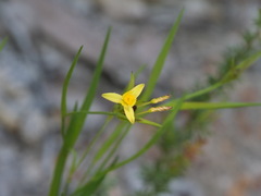 Tricoryne humilis