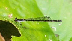 Agriocnemis rubricauda