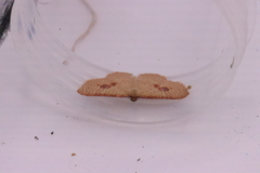 Epicyme rubropunctaria