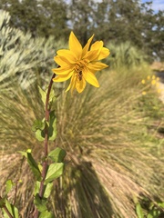 Silphium asteriscus