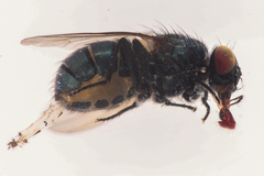 Eudasyphora