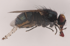 Eudasyphora
