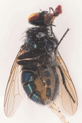 Eudasyphora