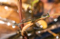 Agriocnemis rubricauda