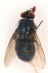 Eudasyphora