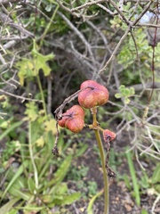 Phycella cyrtanthoides