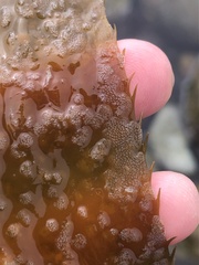 Membranipora membranacea
