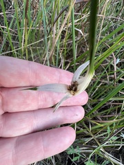 Rhynchospora latifolia