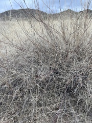 Muhlenbergia porteri