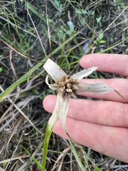 Rhynchospora latifolia