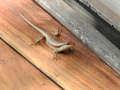 Trachylepis wahlbergii
