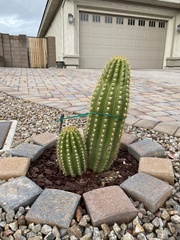 Trichocereeae